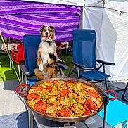 Vasco a rejoint le concours — aidez-le/la à gagner de superbes lots ! dog, australian_shepherd, paella, seafood, shrimp, rice, outdoor, market, food_stall, festival, camping_chairs, tent, string_lights, purple_background, sunlight, sitting, happy, open_mouth, cooking, feast