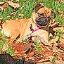 Daisy joined the competition — help win amazing prizes! animal, autumn, brown, canine, collar, cute, daytime, dog, fall, grass, leaf_litter, leaves, lying_down, nature, outdoor, pet, pug, relaxing, small_dog, sunlight