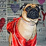adorable, animal_portrait, black_mask, cape, close_up, costume, cute, decor, dog, face, fawn_colored, funny, indoor, newspaper_background, painted_hearts, pet, pet_clothing, portrait, pug, red_cape