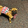 animal, brown_dog, carpet, clothing, companion, cute, dog, dress, expression, floor, footwear, indoor, looking_up, pet, pink, pug, ruffles, shiny_shoe, small_dog, tropical_pattern