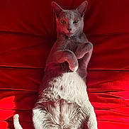 Boris participe au concours pour gagner de l'argent avec cette photo : cat, gray_cat, pet, animal, feline, lying_down, paws, fur, relaxed, red_cushion, cushion, indoor, close_up, portrait, whiskers, tail, ears, bright_lighting, soft_texture, cozy