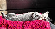 Boris a rejoint le concours — aidez-le/la à gagner de superbes lots ! cat, grey_cat, sleeping, relaxed, indoor, bed, blanket, red_blanket, patterned_blanket, sunlight, sunny, fur, pet, animal, cozy, resting, cute, peaceful, whiskers, paw