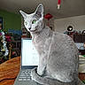 cat, gray_cat, green_eyes, laptop, keyboard, table, indoor, christmas_tree, holiday_decorations, furniture, living_room, household_items, pet, sitting, fur, domestic_animal, technology, wooden_table, cozy, distraction