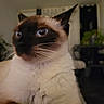 animal, blue_eyes, blurred_background, cat, close_up, curious, domestic_cat, ears, face, feline, fur, furniture, houseplant, indoor, mammal, pet, portrait, siamese_cat, sitting, whiskers