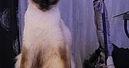 Joy'S a rejoint le concours — aidez-le/la à gagner de superbes lots ! animal, cat, kitten, manx, pet, siamese