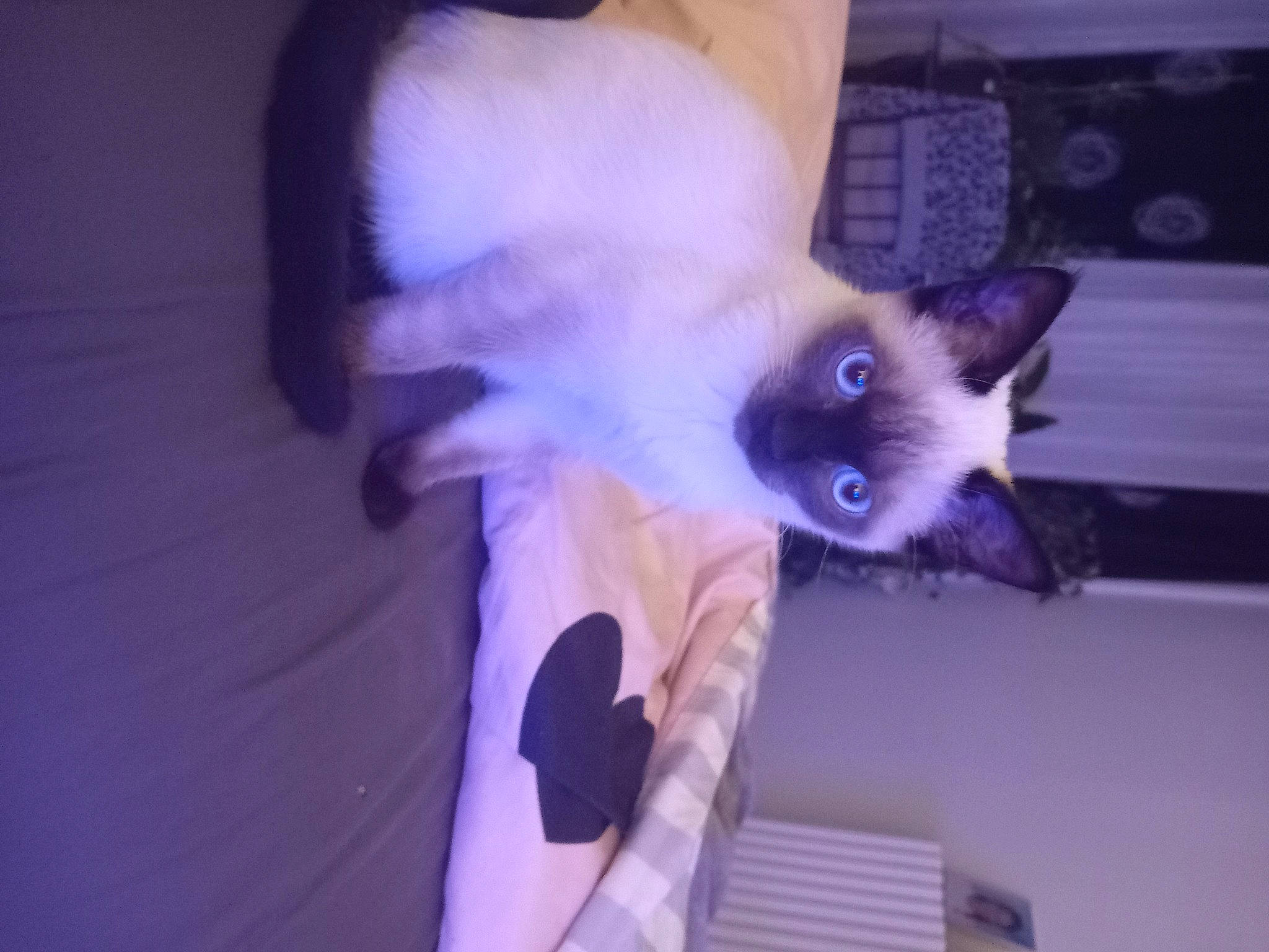 Joy'S participe au concours pour gagner de l'argent avec cette photo : balinese, carnivore, cat, ear, electric_blue, fawn, felidae, fur, magenta, paw, purple, siamese, small_to_medium_sized_cats, snout, tail, thai, whiskers