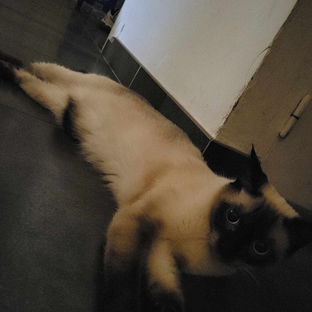 Nounoune