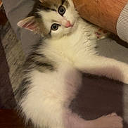 Violette a rejoint le concours — aidez-le/la à gagner de superbes lots ! abyssinian, accessories, angora, animal, ankle, bodypart, canine, cat, dog, husky, kitten, manx, person, pet, siamese, strap, wood