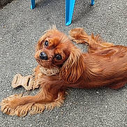 Vicking a rejoint le concours — aidez-le/la à gagner de superbes lots ! dog, toy, pavement, blue_chair, outdoor, pet, brown_dog, plastic_chair, chewed_toy, animal, canine, fur, looking_up, resting, playful, summer, closeup, cute, companion, relaxed