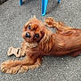 dog, toy, pavement, blue_chair, outdoor, pet, brown_dog, plastic_chair, chewed_toy, animal, canine, fur, looking_up, resting, playful, summer, closeup, cute, companion, relaxed