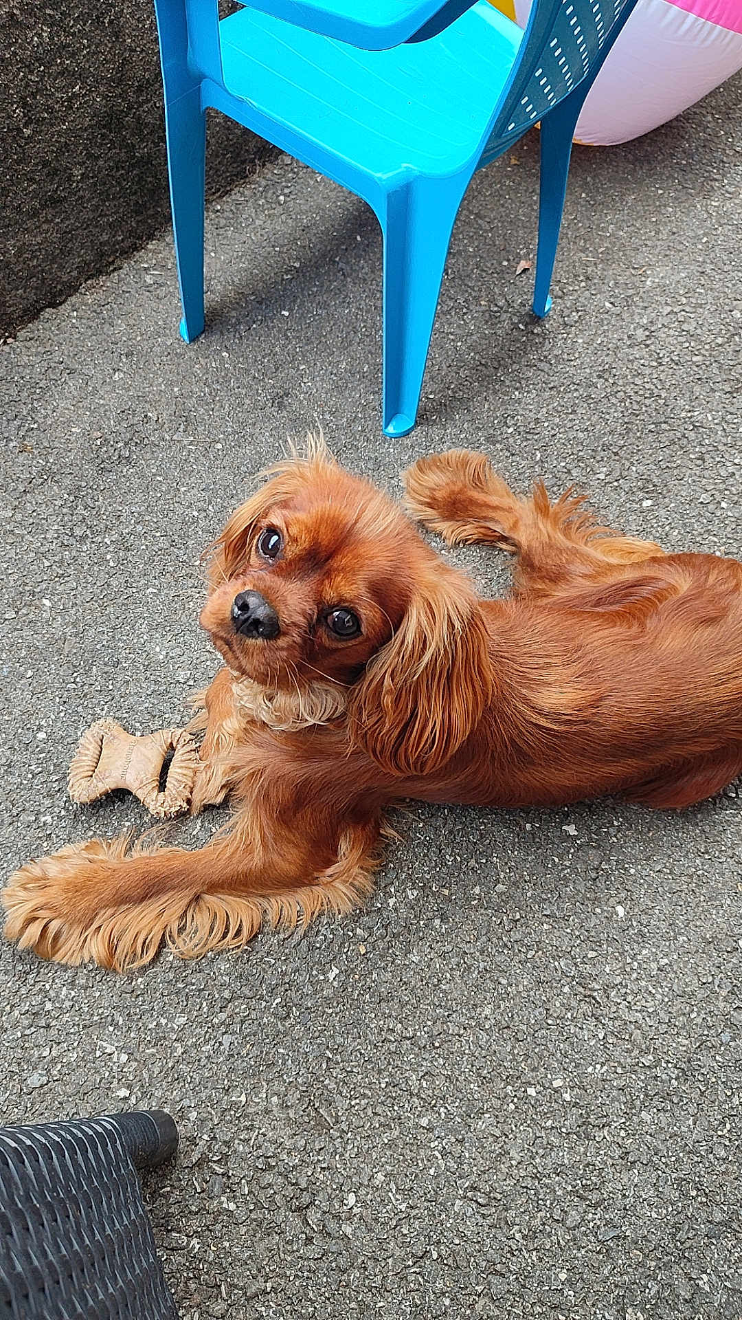 Vicking a rejoint le concours — aidez-le/la à gagner de superbes lots ! dog, toy, pavement, blue_chair, outdoor, pet, brown_dog, plastic_chair, chewed_toy, animal, canine, fur, looking_up, resting, playful, summer, closeup, cute, companion, relaxed