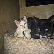 Tittah joined the competition — help win amazing prizes! cat, kitten, black_cat, white_cat, pet, animal, feline, indoor, cozy, cat_bed, resting, cute, curious, fur, whiskers, ears, closeup, two_animals, domestic_animal, sleeping_area