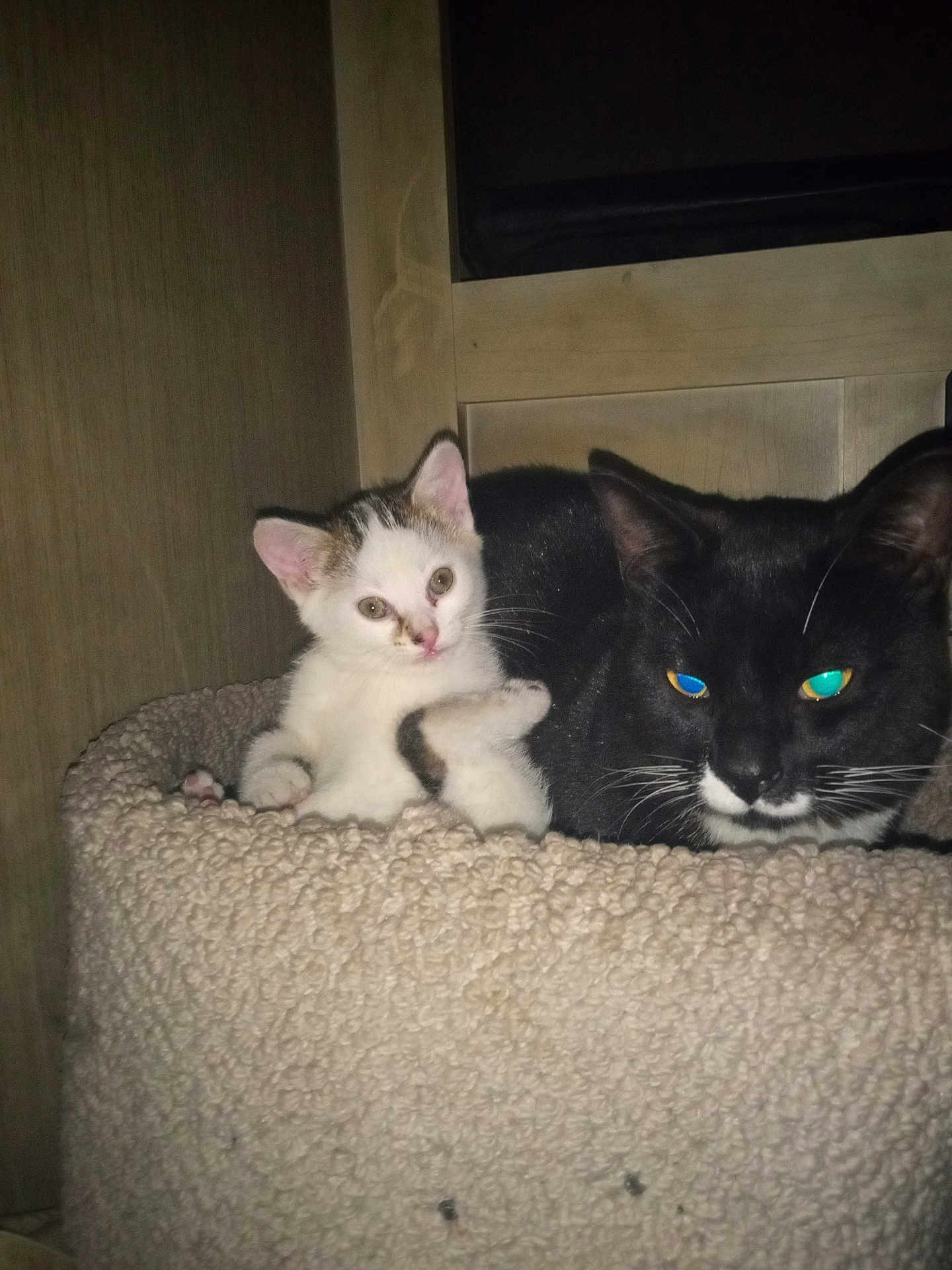 Tittah joined the competition — help win amazing prizes! cat, kitten, black_cat, white_cat, pet, animal, feline, indoor, cozy, cat_bed, resting, cute, curious, fur, whiskers, ears, closeup, two_animals, domestic_animal, sleeping_area