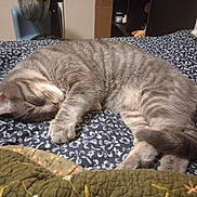 Mufasa is registered to the contest to win money with this photo: cat, sleeping, gray_tabby, bed, blanket, quilt, indoor, furniture, fan, resting, pet, feline, striped, cozy, domestic_animal, quiet, relaxed, animal, household, comfort