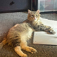 Toby is registered to the contest to win money with this photo: cat, feline, animal, pet, carpet, notebook, paw, relaxed, indoor, furniture, drawer, storage_bin, fluffy, tabby, laying_down, curious, resting, cozy, domestic, household