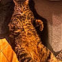 animal, brown, cat, comfort, couch, cozy, curious, feline, fur, home, indoor, lounging, mammal, orange, paws, pet, relaxed, resting, striped, tabby