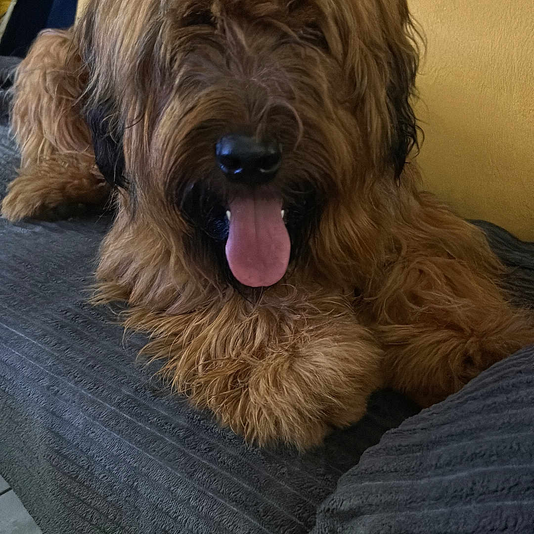 Babou