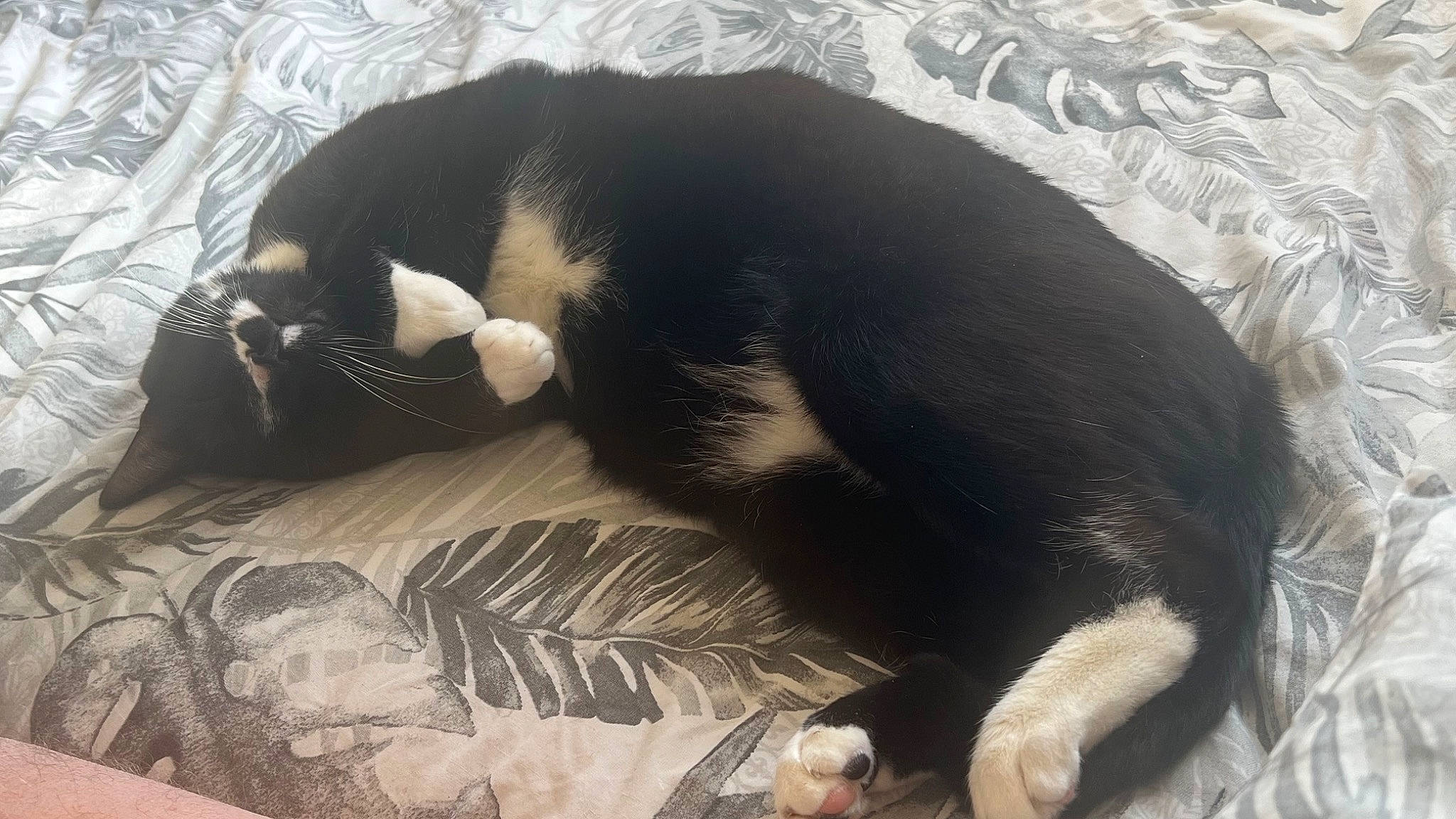 Stanley Beans is registered to the contest to win money with this photo: black_cat, carnivore, cat, cat_bed, cat_supply, claw, comfort, dog_breed, domestic_short_haired_cat, felidae, fur, nap, paw, sleep, small_to_medium_sized_cats, snout, tail, terrestrial_animal, whiskers