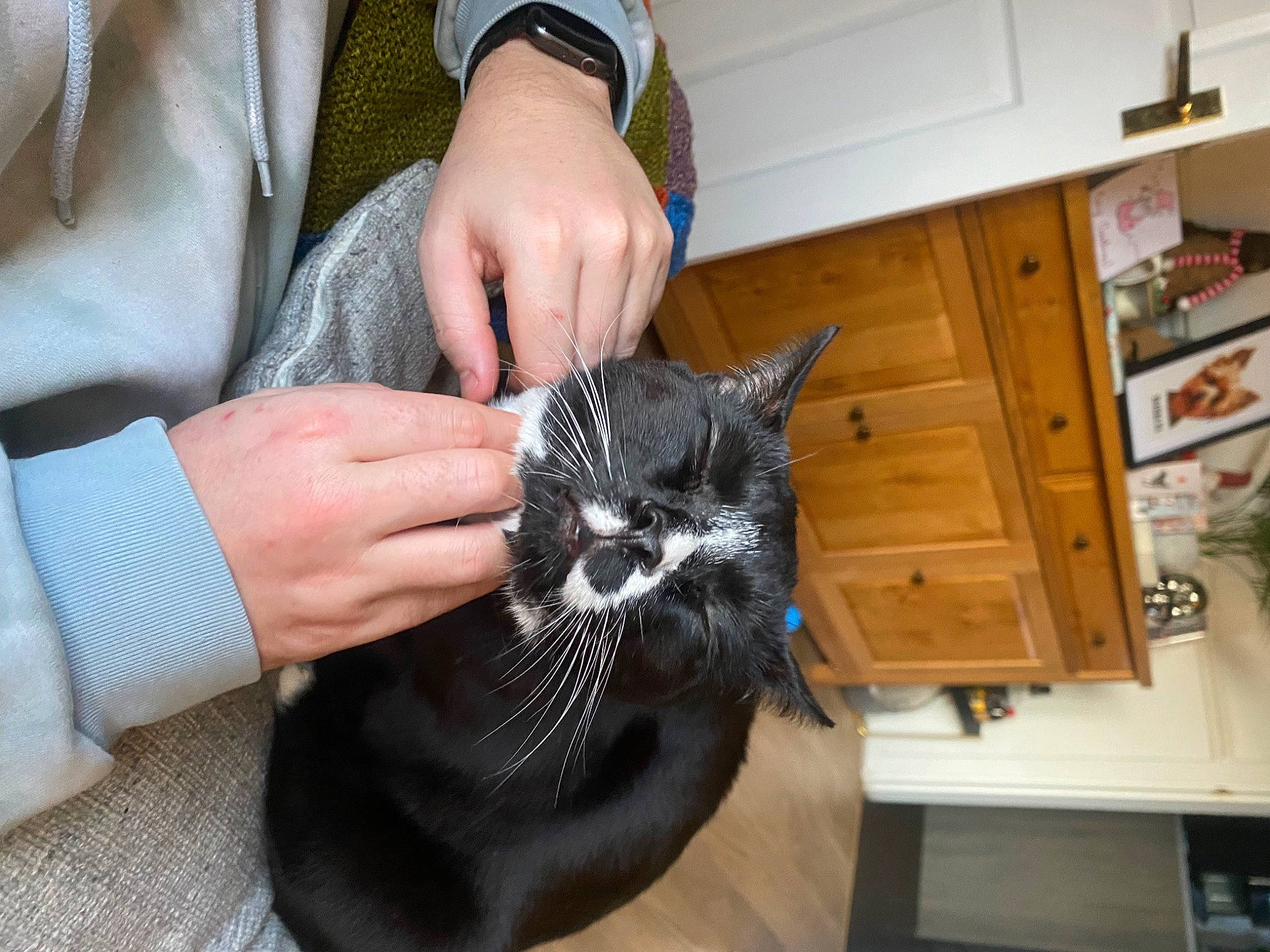 Stanley Beans is registered to the contest to win money with this photo: black_cat, cabinetry, carnivore, cat, comfort, domestic_short_haired_cat, drawer, felidae, finger, fur, gesture, hand, kitchen_appliance, nail, shelf, small_to_medium_sized_cats, snout, thumb, watch, whiskers