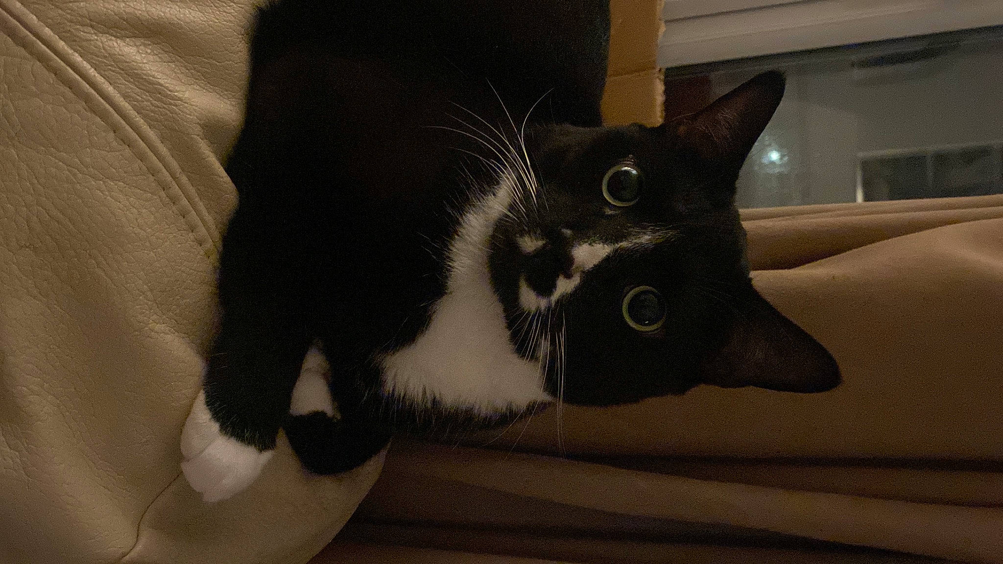 Stanley Beans is registered to the contest to win money with this photo: black_cat, carnivore, cat, claw, comfort, domestic_short_haired_cat, ear, felidae, fur, grey, paw, small_to_medium_sized_cats, tail, whiskers, window