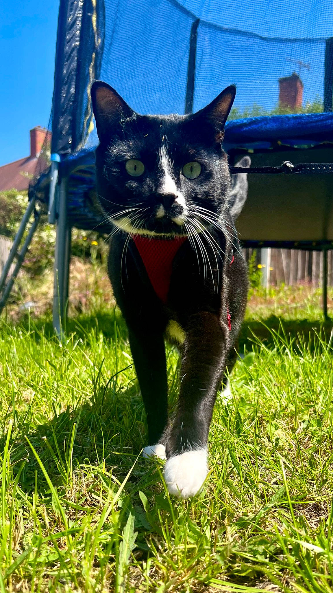 Stanley Beans is registered to the contest to win money with this photo: black_cat, canidae, carnivore, cat, domestic_short_haired_cat, electric_blue, felidae, fur, garden, grass, grassland, groundcover, plant, sky, small_to_medium_sized_cats, snout, tail, terrestrial_animal, vertebrate, whiskers