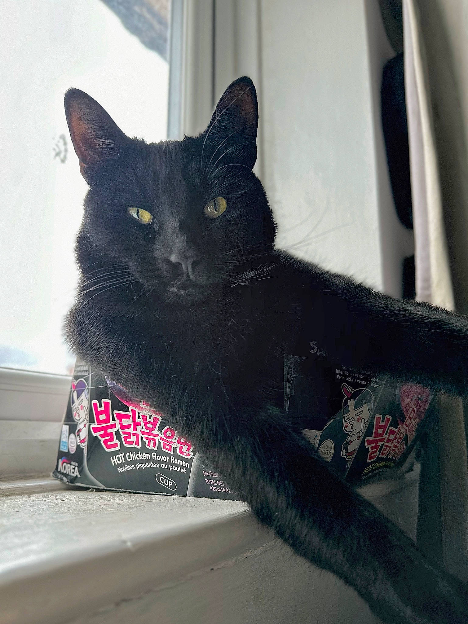 Bob is registered to the contest to win money with this photo: black_cat, box, carmine, carnivore, cat, cat_furniture, claw, comfort, domestic_short_haired_cat, felidae, fur, grey, paw, sitting, small_to_medium_sized_cats, snout, tail, whiskers, window