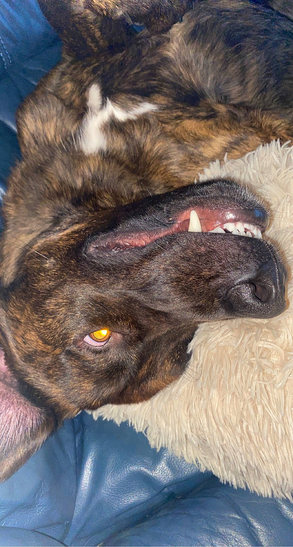 Hasko participe au concours pour gagner de l'argent avec cette photo : canidae, carnivore, claw, close_up, companion_dog, dog, dog_breed, ear, estrela_mountain_dog, fawn, foot, fur, liver, paw, snout, tail, terrestrial_animal, whiskers, working_animal, wrinkle