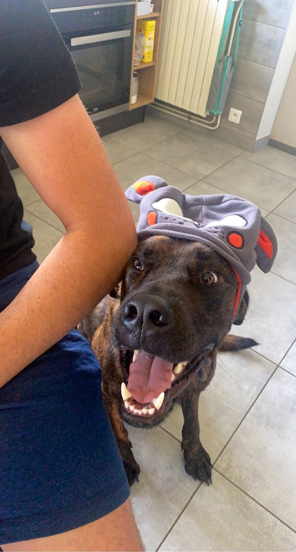 Hasko participe au concours pour gagner de l'argent avec cette photo : cabinetry, canidae, carnivore, collar, companion_dog, dog, dog_breed, dog_collar, door, fawn, flooring, fur, guard_dog, leash, liver, snout, sporting_group, whiskers, working_animal, working_dog