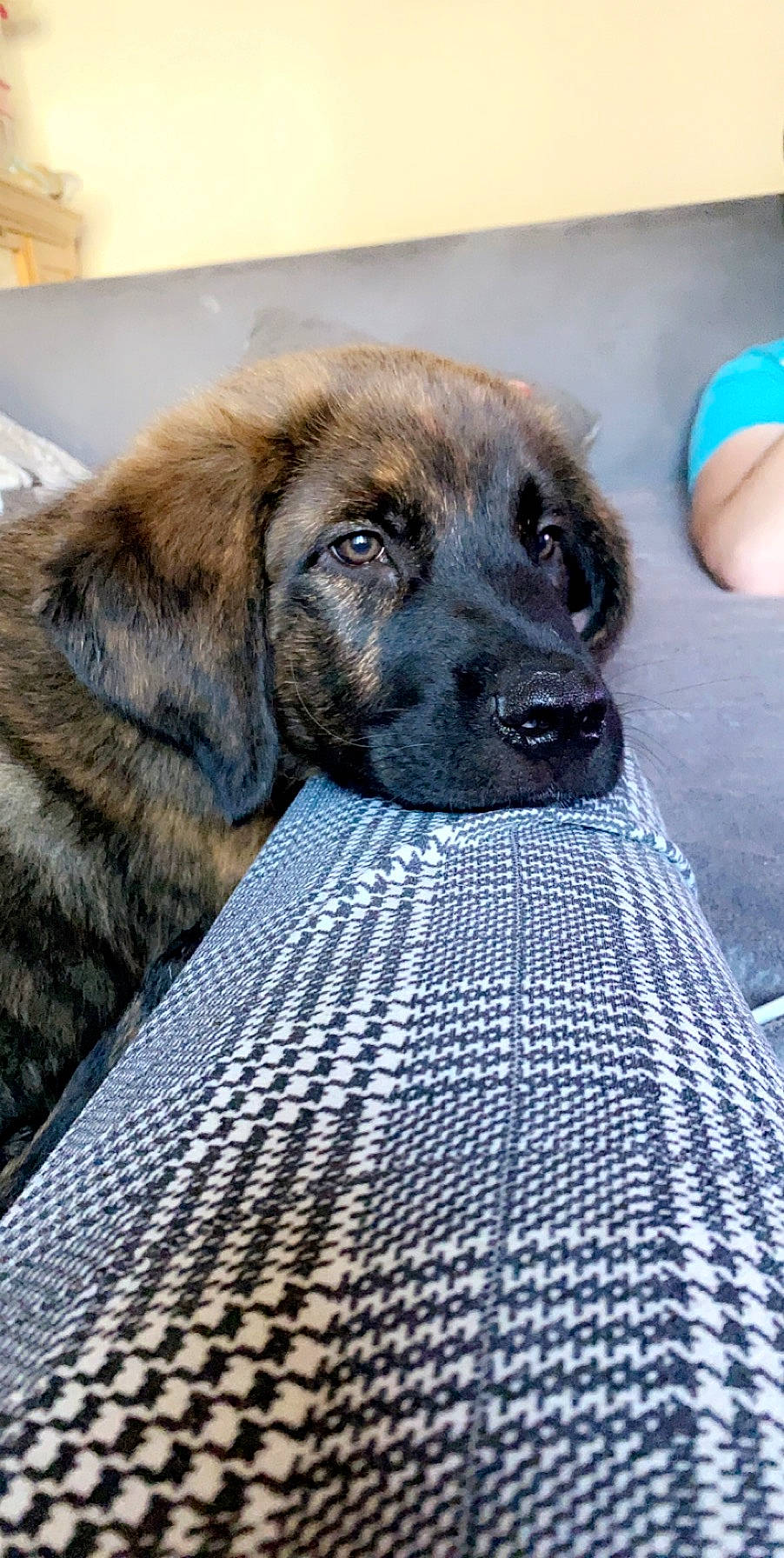 Hasko participe au concours pour gagner de l'argent avec cette photo : blue, canidae, carnivore, companion_dog, dog, dog_breed, fawn, flooring, foot, fur, pattern, puppy, sandal, snout, sock, sporting_group, terrestrial_animal, whiskers, working_animal, working_dog