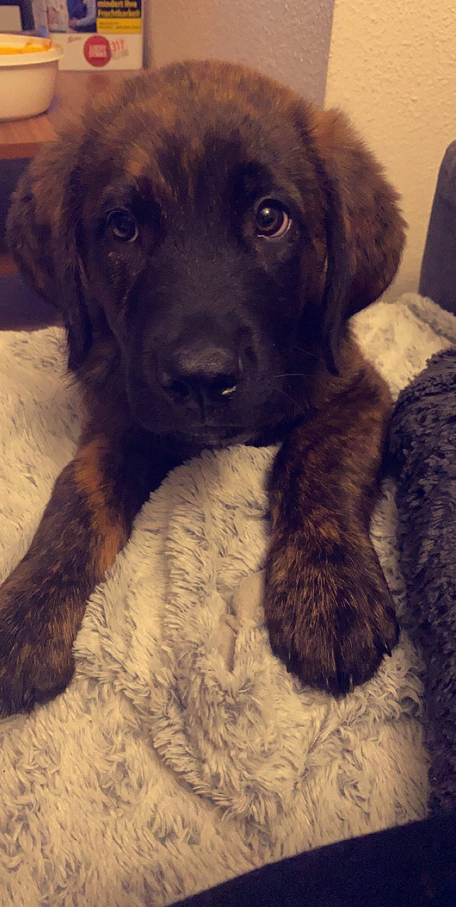 Hasko a rejoint le concours — aidez-le/la à gagner de superbes lots ! borador, canidae, carnivore, companion_dog, dog, dog_breed, fawn, fur, guard_dog, gun_dog, hunting_dog, labrador_retriever, liver, retriever, snout, sporting_group, tail, whiskers, working_animal, working_dog