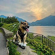 Weedoh a rejoint le concours — aidez-le/la à gagner de superbes lots ! dog, outdoor, sunset, lake, mountains, harness, ivy, stone, leash, nature, animal, sky, water, scenic, path, greenery, happy, tongue_out, fence, landscape