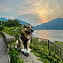 dog, outdoor, sunset, lake, mountains, harness, ivy, stone, leash, nature, animal, sky, water, scenic, path, greenery, happy, tongue_out, fence, landscape