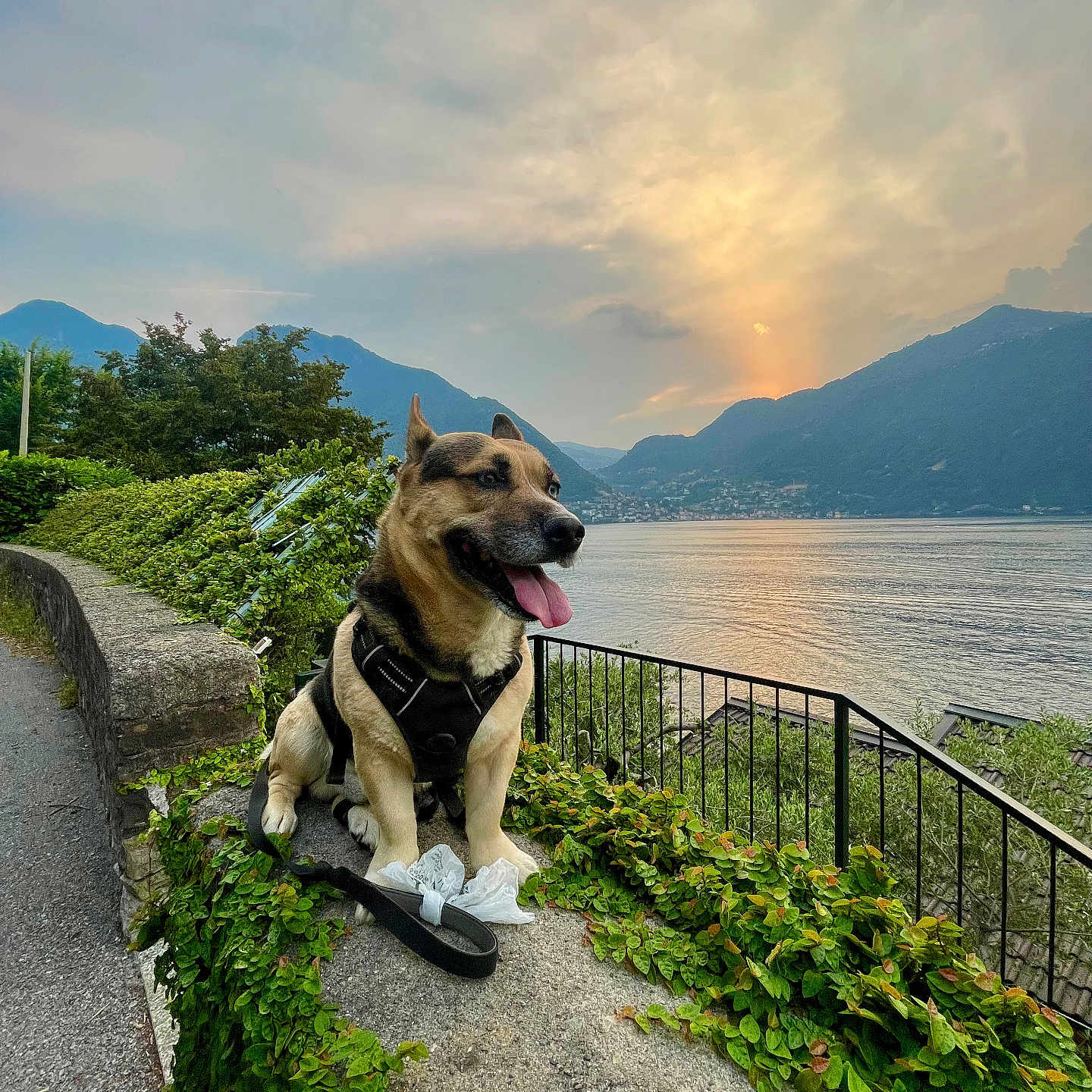 Weedoh a rejoint le concours — aidez-le/la à gagner de superbes lots ! animal, dog, fence, greenery, happy, harness, ivy, lake, landscape, leash, mountains, nature, outdoor, path, scenic, sky, stone, sunset, tongue_out, water