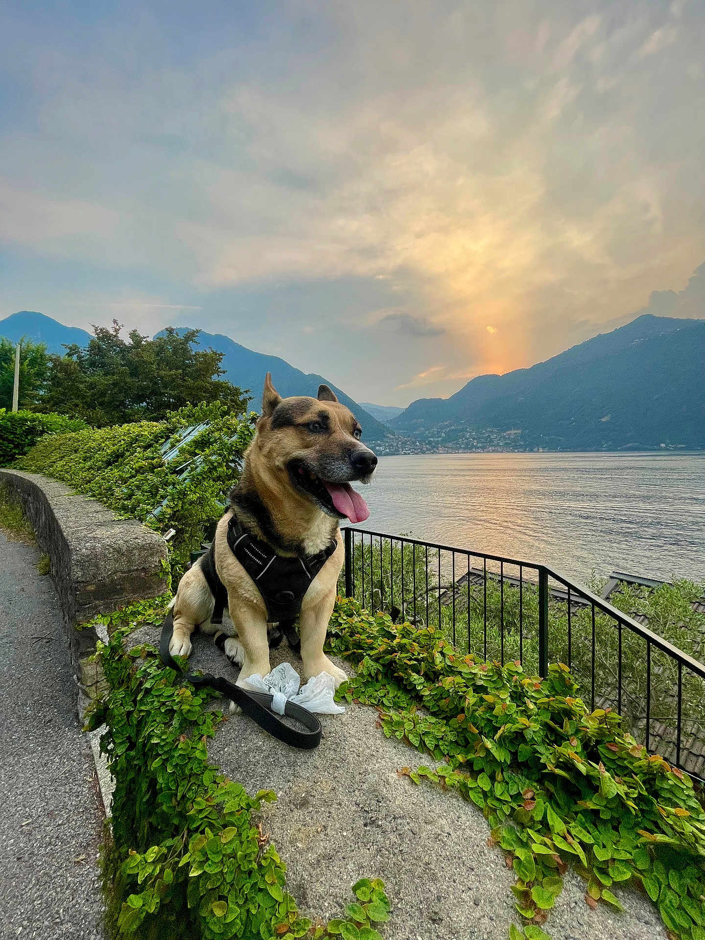 Weedoh a rejoint le concours — aidez-le/la à gagner de superbes lots ! dog, outdoor, sunset, lake, mountains, harness, ivy, stone, leash, nature, animal, sky, water, scenic, path, greenery, happy, tongue_out, fence, landscape