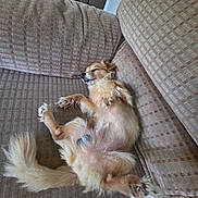 Rogue joined the competition — help win amazing prizes! dog, sleeping, couch, beige, fluffy, relaxed, indoor, pet, fur, paw, living_room, upside_down, cozy, domestic_animal, resting, canine, comfort, animal, home, cute