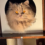 Tessie a rejoint le concours — aidez-le/la à gagner de superbes lots ! animal, cat, cat_tree, circular_hole, close_up, cozy, cute, feline, fluffy_cat, fur, golden_eyes, household, indoor, pet, portrait, relaxed, scratching_post, sunlight, whiskers, wooden_shelf