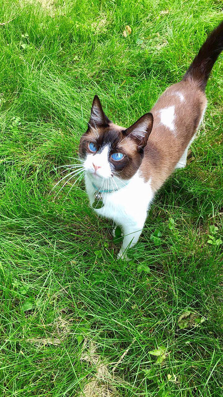 Basil is registered to the contest to win money with this photo: carnivore, cat, domestic_short_haired_cat, fawn, felidae, fur, grass, grassland, groundcover, herbaceous_plant, plant, shrub, small_to_medium_sized_cats, snout, tail, terrestrial_animal, tree, whiskers, wildlife