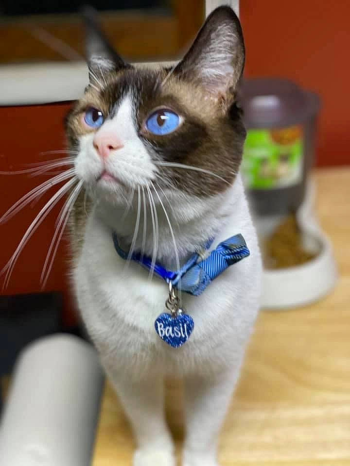 Basil joined the competition — help win amazing prizes! carnivore, cat, cat_furniture, cat_supply, collar, domestic_short_haired_cat, felidae, fur, paw, pet_supply, small_to_medium_sized_cats, snout, tail, thai, whiskers