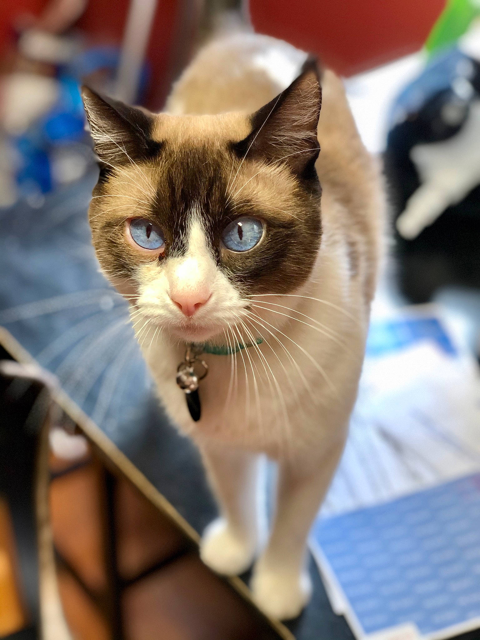 Basil joined the competition — help win amazing prizes! balloon, box, cardboard, carnivore, cat, collar, domestic_short_haired_cat, fawn, felidae, fur, human_leg, paw, pet_supply, photo_caption, small_to_medium_sized_cats, snout, tail, thai, whiskers