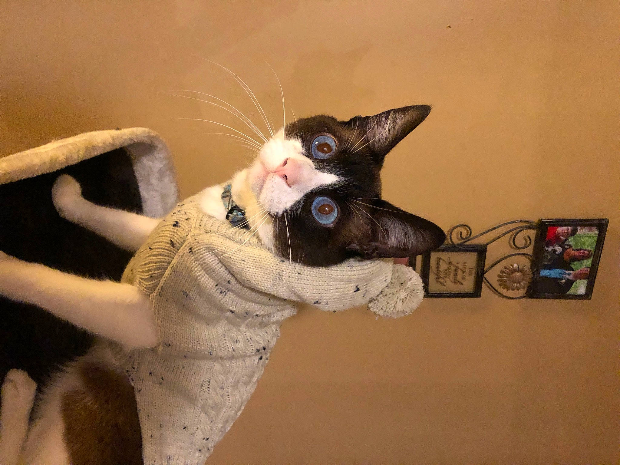 Basil is registered to the contest to win money with this photo: carnivore, cat, chest, domestic_short_haired_cat, dress, fawn, felidae, fur, head, plant, shelf, small_to_medium_sized_cats, snout, stuffed_toy, sunglasses, tail, textile, toy, trunk, whiskers