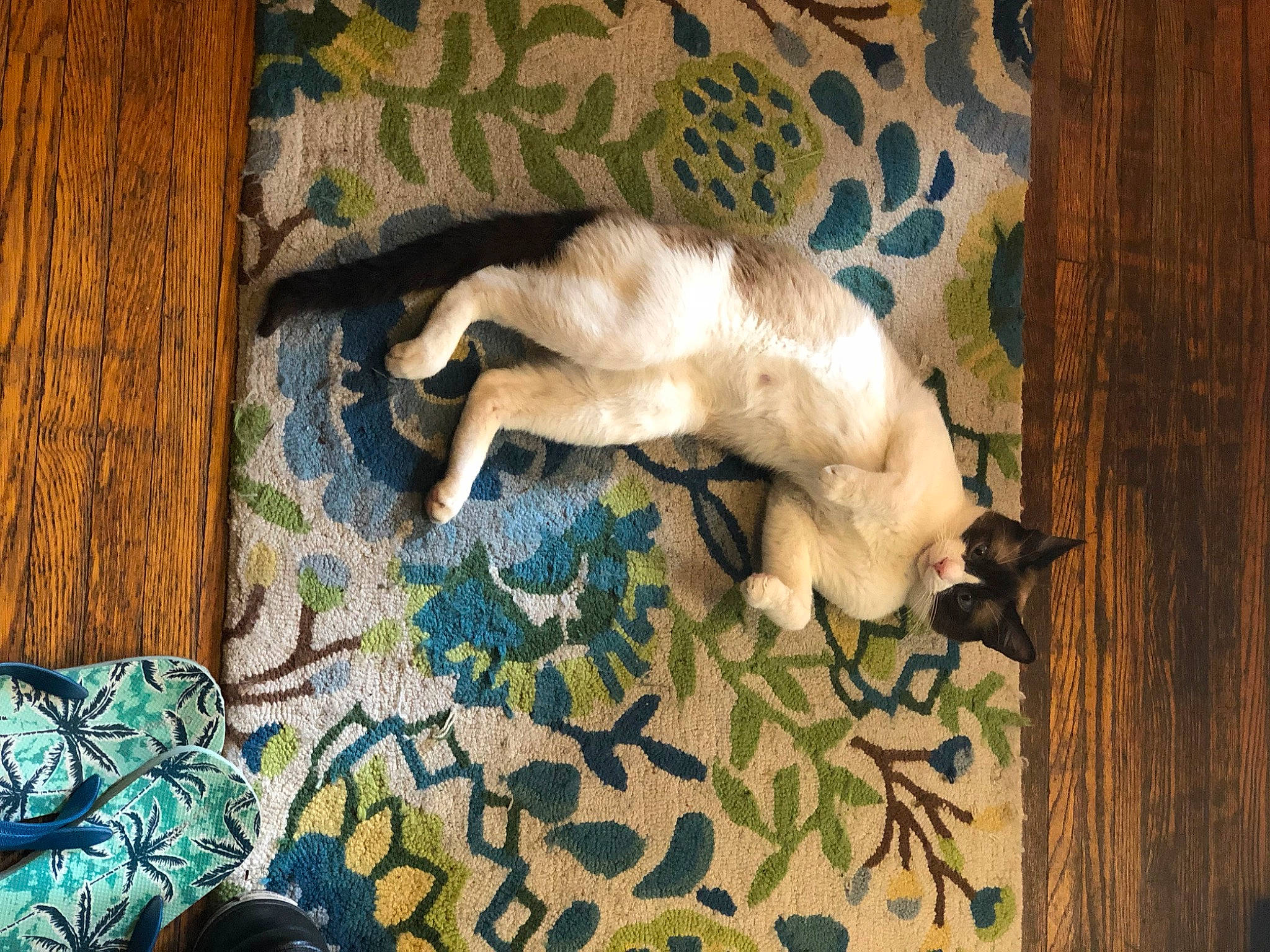 Basil is registered to the contest to win money with this photo: art, bedding, carnivore, comfort, companion_dog, dog, dog_breed, fawn, felidae, flooring, fur, grass, hardwood, linens, pattern, room, tail, tints_and_shades, visual_arts, wood