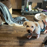 Precious is registered to the contest to win money with this photo: animal, blanket, couch, curly_hair, decor, dog, electronics, furniture, harness, home, indoor, living_room, pet_bed, small_dog, speakers, standing, sunlight, television, vase, wood_floor