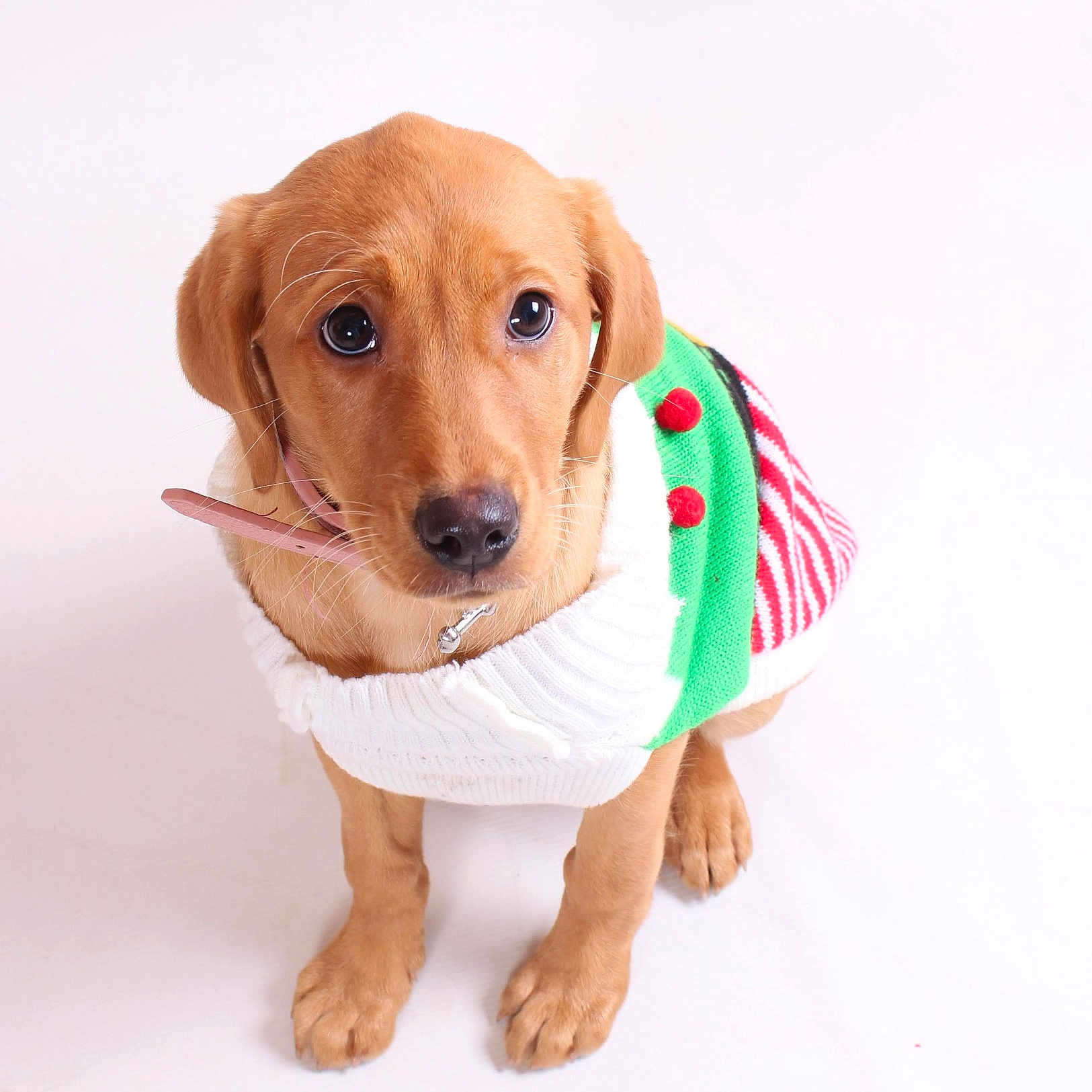 Rosie is registered to the contest to win money with this photo: accessories, animal, beagle, blanket, boxer, bulldog, canine, clothing, dog, goldenretriever, hound, labradorretriever, leash, pet, puppy, scarf, snout, strap, towel, whitedog