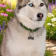 Anouk a rejoint le concours — aidez-le/la à gagner de superbes lots ! husky, dog, pet, outdoor, flower_garden, green_collar, dog_tag, fur, portrait, close_up, heterochromia, blue_eye, brown_eye, nose, ears, sitting, summer, daisy, pink_flower, nature