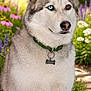 husky, dog, pet, outdoor, flower_garden, green_collar, dog_tag, fur, portrait, close_up, heterochromia, blue_eye, brown_eye, nose, ears, sitting, summer, daisy, pink_flower, nature