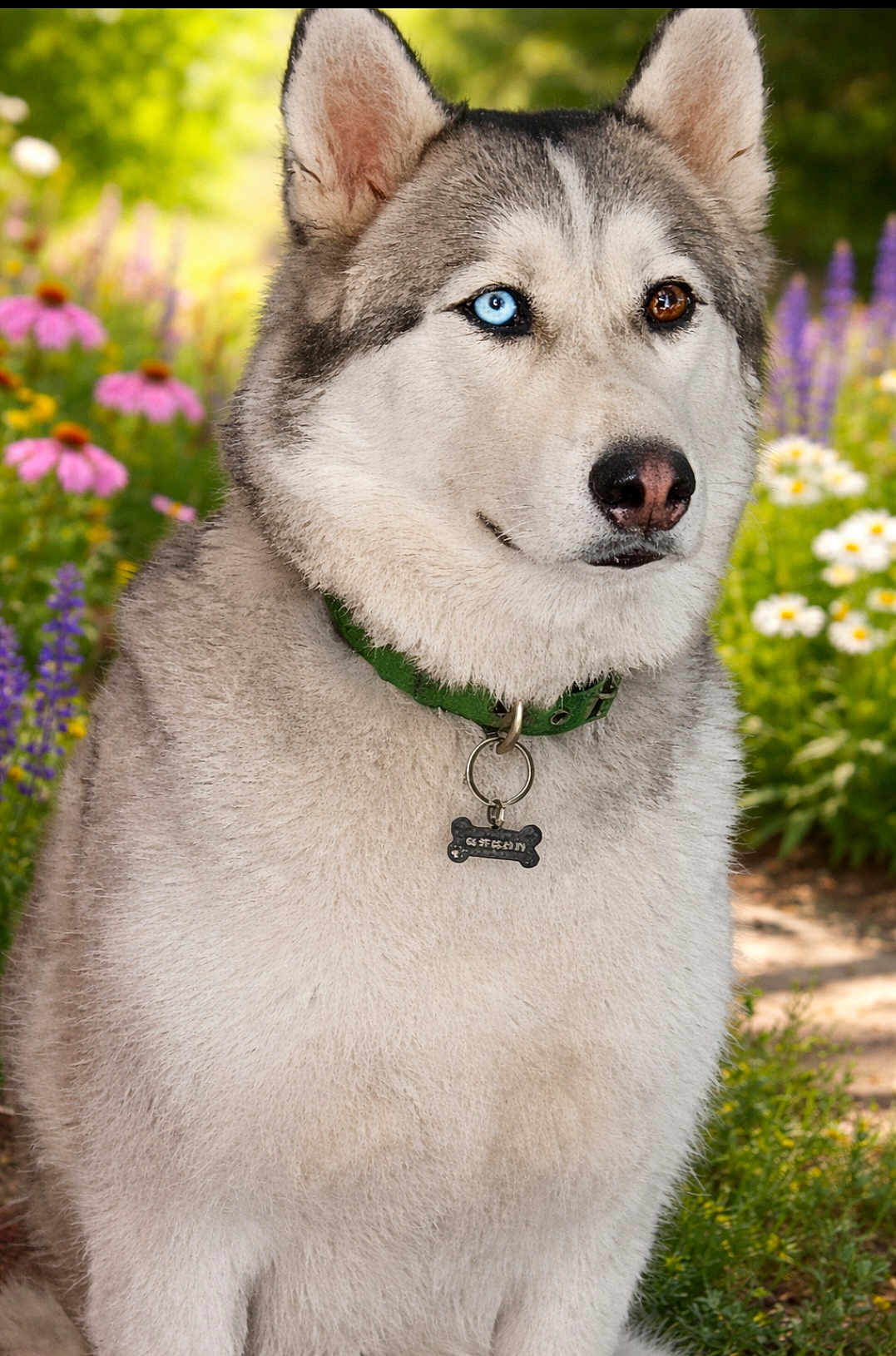 Anouk a rejoint le concours — aidez-le/la à gagner de superbes lots ! husky, dog, pet, outdoor, flower_garden, green_collar, dog_tag, fur, portrait, close_up, heterochromia, blue_eye, brown_eye, nose, ears, sitting, summer, daisy, pink_flower, nature