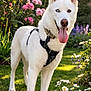 dog, husky, white_dog, heterochromia_eyes, tongue_out, harness, flowers, garden, daisies, roses, grass, outdoor, sunlight, portrait, pet, close_up, ears_up, playful, nature, summer