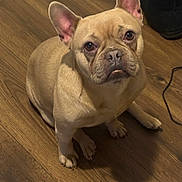 Stormi joined the competition — help win amazing prizes! animal, brown, canine, companion, cute, dog, domestic, ears, floor, french_bulldog, fur, household, indoor, looking_up, mammal, pet, portrait, shoe, sitting, wooden_floor