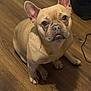 animal, brown, canine, companion, cute, dog, domestic, ears, floor, french_bulldog, fur, household, indoor, looking_up, mammal, pet, portrait, shoe, sitting, wooden_floor