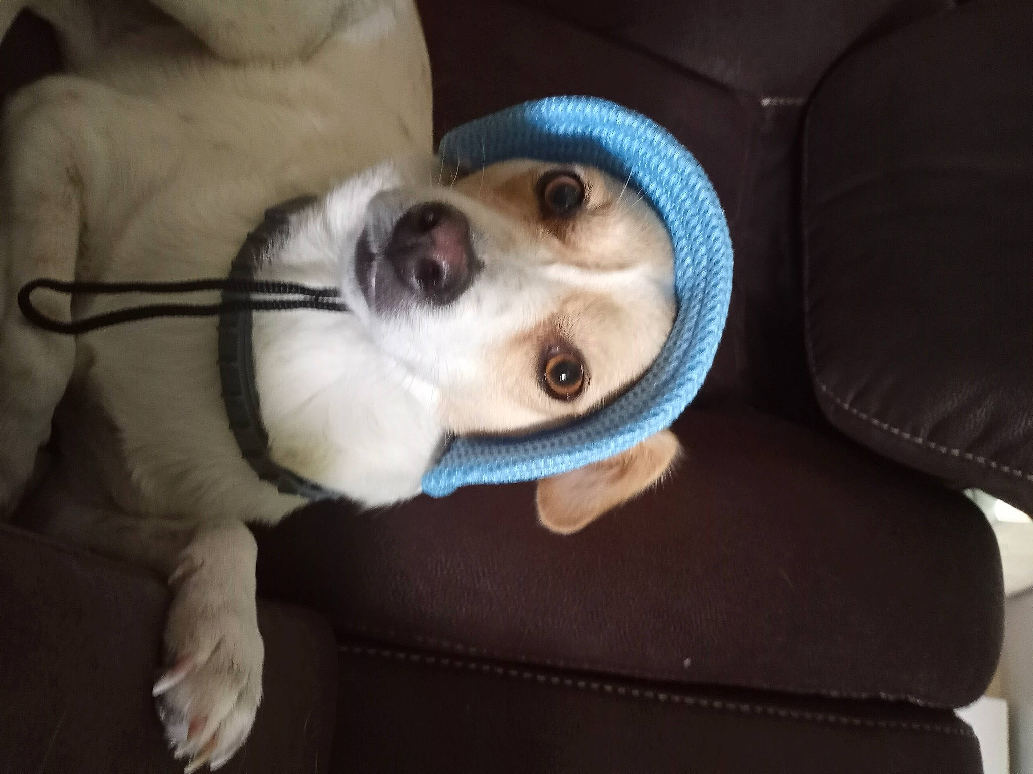 Baylee is registered to the contest to win money with this photo: canidae, car_seat, carnivore, collar, comfort, companion_dog, dog, dog_breed, fawn, fur, non_sporting_group, snout, sporting_group, vehicle, whiskers, working_animal